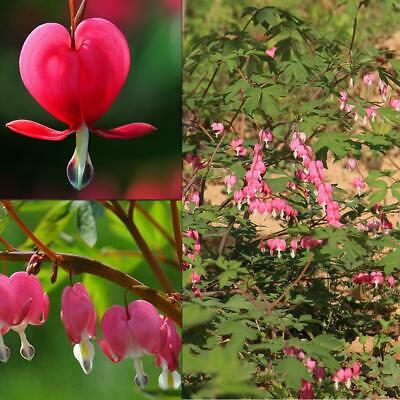 หทัยหยาดทิพย์ (Bleeding Heart) สีแดง / 10 เม็ด