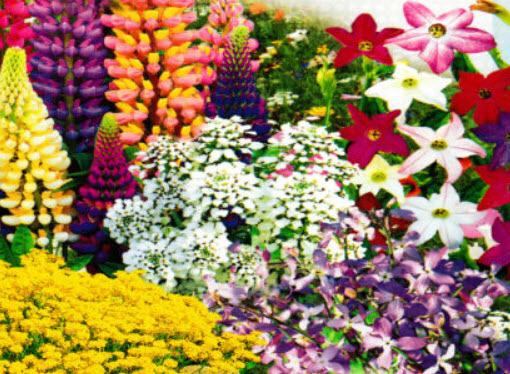 ชุดรวมดอกไม้ต่างประเทศคละชนิด / น้ำหนัก 1 กรัม