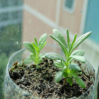 ลาเวนเดอร์อังกฤษ (English Lavender) / 400 เม็ด