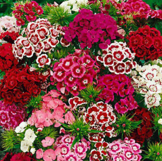 สวีทวิลเลี่ยม หรือผีเสื้อช่อ (Sweet William) กลีบซ้อน คละ / 1,000 เม็ด (UK)