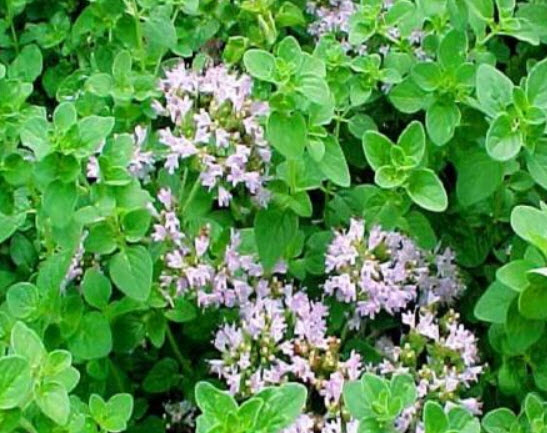 ออริกาโน หรือมาจอแรมป่า (Oregano / Wild Marjoram) / 4,000 เม็ด (UK)