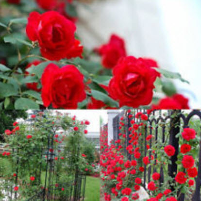 กุหลาบเลื้อย สีแดง / 100 เม็ด