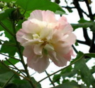 พุดตานกลีบซ้อน (Cotton rose) / 10 เม็ด (นอก)