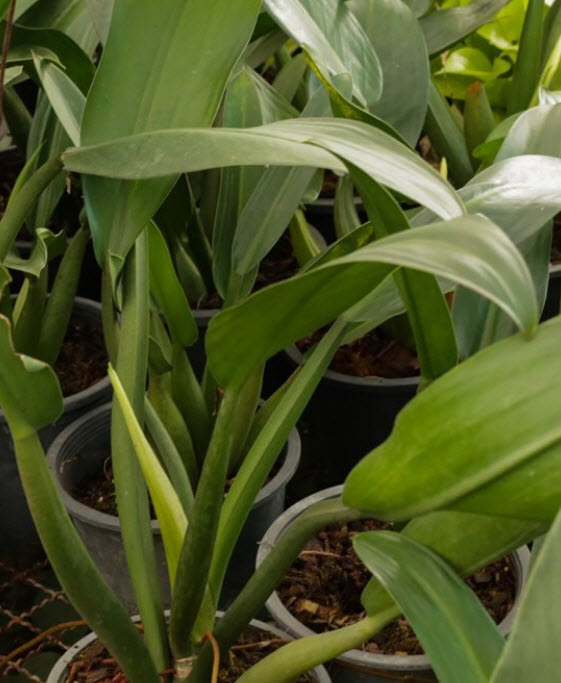 ฟิโลเดนดรอน ก้านป่อง / 50 เม็ด (Australia)