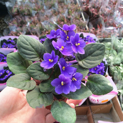 มินิ แอฟริกัน ไวโอเล็ต (Mini African Violet) คละสี / 50 เม็ด (นอก)
