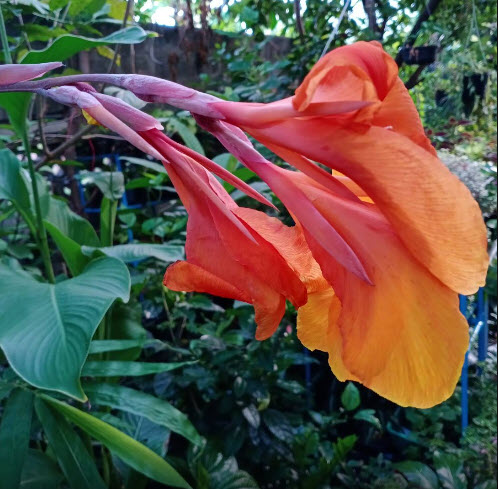 พุทธรักษา (Canna) ดอกสีส้ม-เหลือง ใบเขียว / 10 เม็ด (P2S)