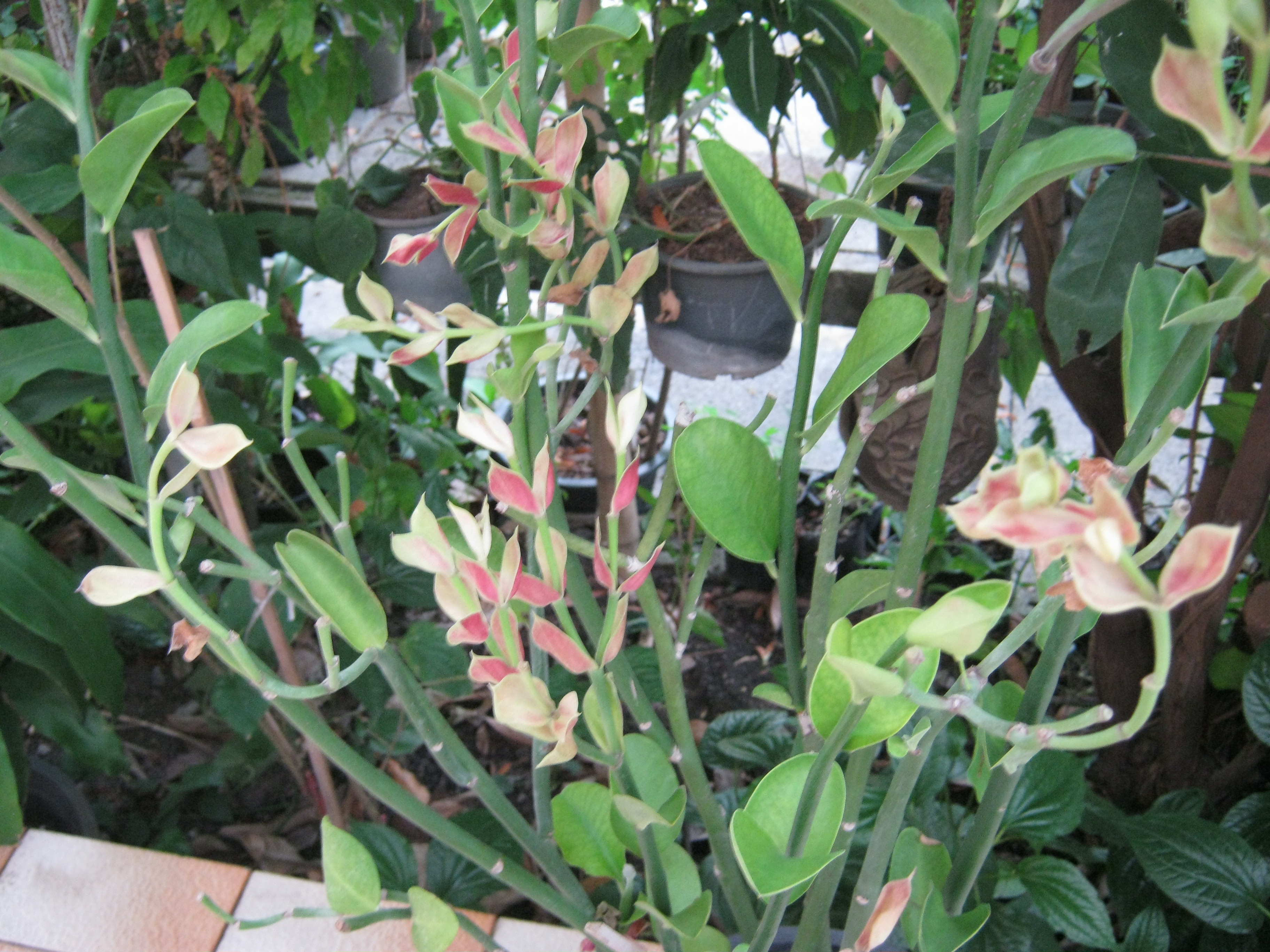 ต้นนกน้อยนำโชค ใบด่าง สูง 20-30 ซ.ม. / ต้น