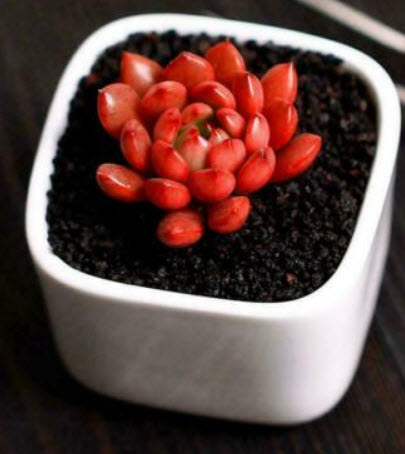 เอชชิวาเรีย ทับทิมชมพู (Echeveria - Pink Ruby) / 100 เม็ด