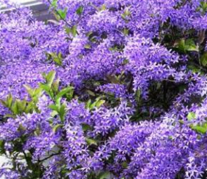 ต้นพวงคราม สีม่วง (L) / ต้น
