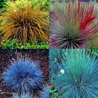 หญ้าสับปะรด (Pineapple grass) คละสี / 100 เม็ด