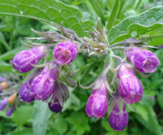 คอมเฟรย์ (Common Comfrey) / 10 เม็ด (France)
