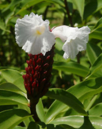 ต้นเอื้องหมายนา (Malay ginger) ดอกขาว สูง 40-50 ซ.ม. / ต้น