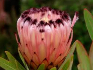 โพรเทียชมพู (Pink Protea Neriifolia) / 100 เม็ด (นอก)