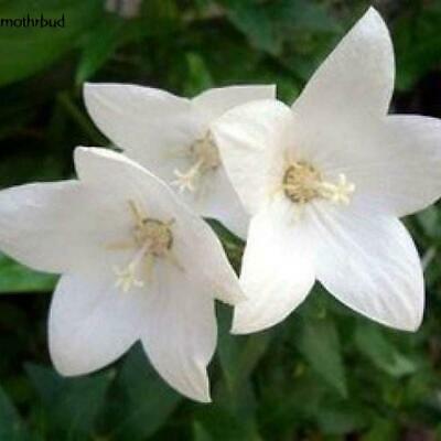 บอลลูน (Balloon flower) สีขาว / 25 เม็ด