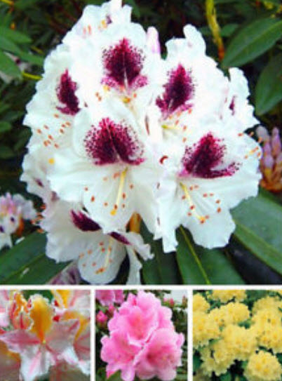 กุหลาบพันปี (Rhododendron) คละ / 25 เม็ด (นอก)