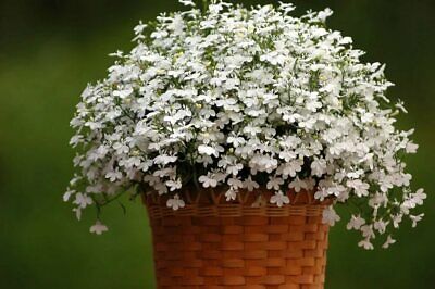 โลบีเลีย (Genus Lobelia) คละ 200 เม็ด (Russia)