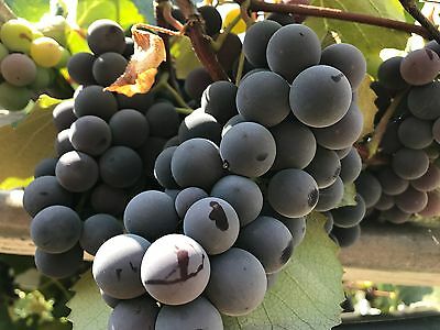 องุ่นดำเคียวโฮน้ำผึ้ง (Honey Kyoho Grape) / 10 เม็ด (USA)