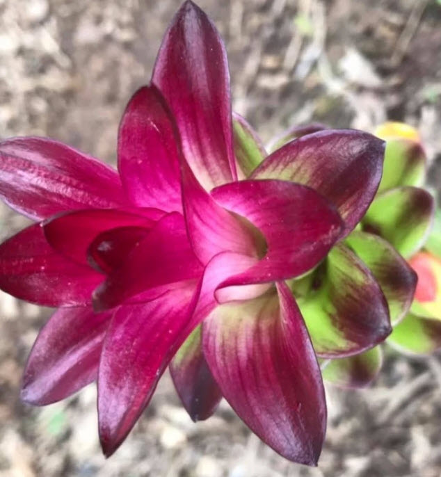 กระเจียวแดงกัมพูชา กระเจียวแดง กระเจียวหวานแดง / ซองละ 15 เม็ด