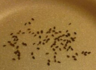 อัลเดอร์เบอรี (Elderberry) / 25 เม็ด (USA)