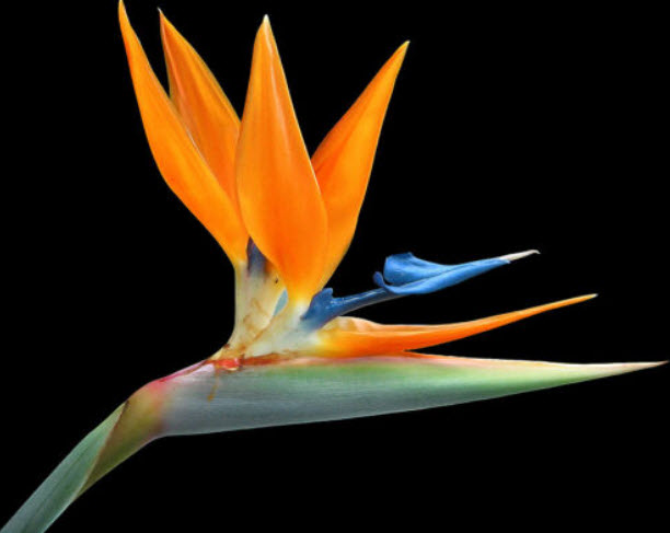 เบิร์ด ปักษาสวรรค์ เบิร์ดออฟพาราไดซ์ Bird of Paradise / 5 เม็ด (UK)
