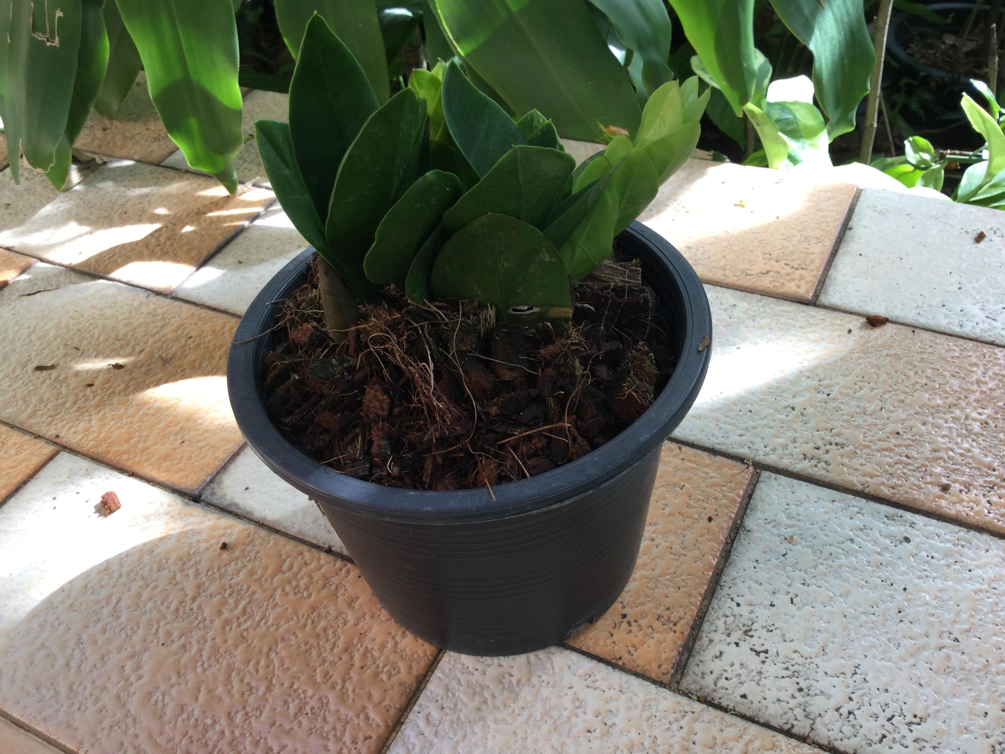 ต้นกวักมรกตแคระ กระถาง 6 นิ้ว / ต้น (A)