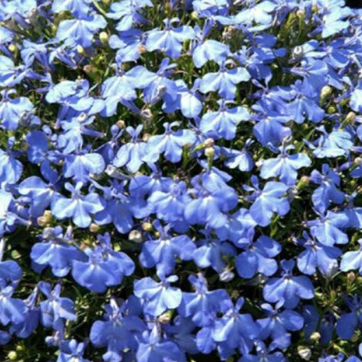 โลบีเลีย-ฟาวน์เท่น (Lobelia - Fountain) สีฟ้า / 5,000 เม็ด (UK)