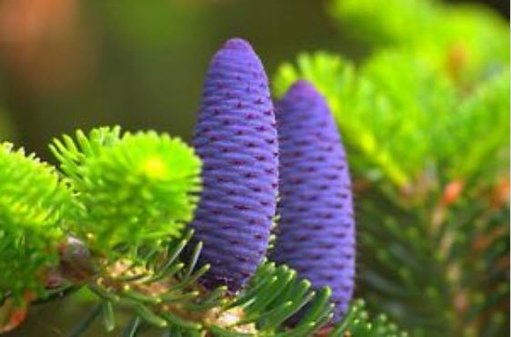 สนเกาหลี (Abies Koreana) สีม่วง / 20 เม็ด (UK)