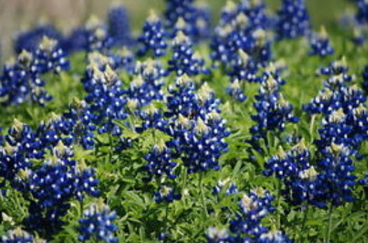 เท็กซัส บลูบอนเน็ต (Texas Bluebonnet) / 50 เม็ด (USA)