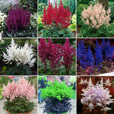 อัสดง (Astilbe) คละสี / 100 เม็ด (China)