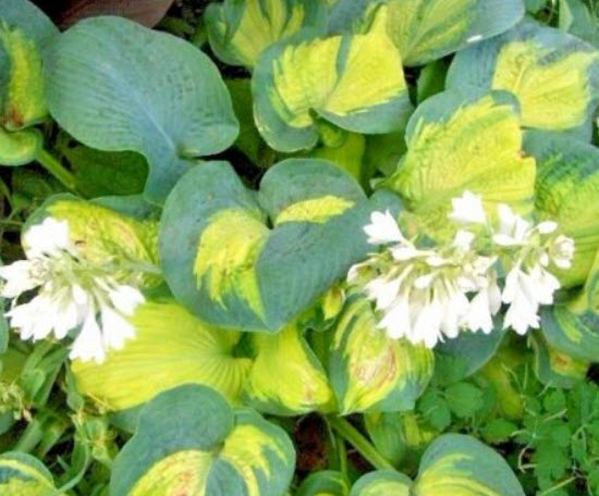 ฮอสต้า (Hosta Color Glory) / 10 เม็ด (USA)*