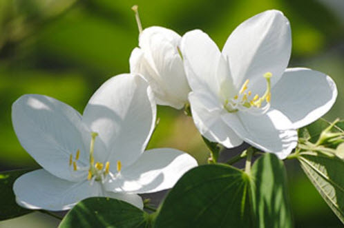 กาหลง ขาว (Snowy Orchid tree) / 10 เม็ด (ไทย)