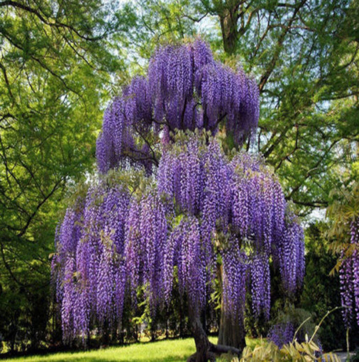วิสทีเรีย (Wisteria) สีม่วง / 10 เม็ด (China)
