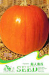 ฟักทอง Super Pumpkin / ซอง 4 เม็ด (C066)
