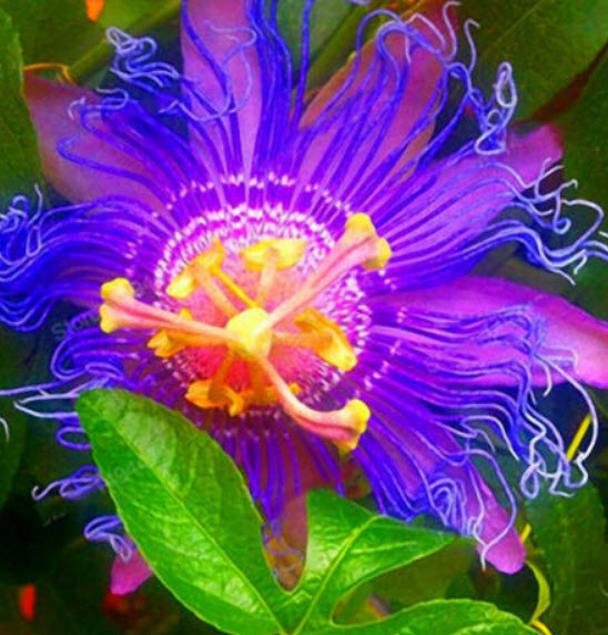 สร้อยฟ้า (Passion Flower) คละ / 100 เม็ด