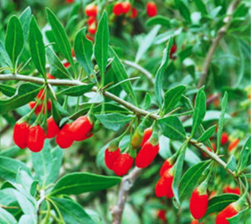 โกจิเบอรี่ (Barbary Wolfberry) หรือเก๋ากี้ / ซอง 50 เม็ด (China)