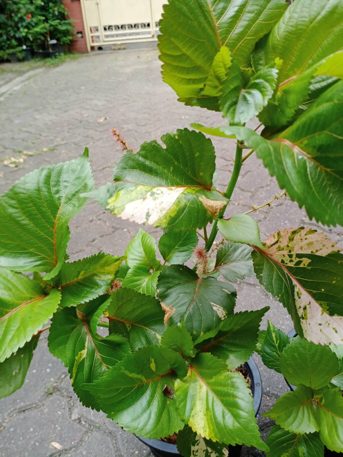 ต้นหูปลาช่อน หรือต้นไม้ 7 สี กระถาง 8 นิ้ว