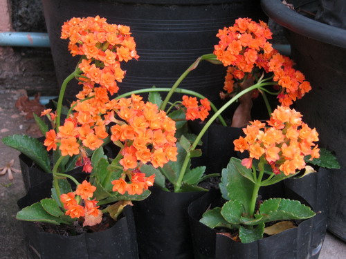 ต้นกุหลาบหิน (Kalanchoe) สีส้ม ซ้อน size-M / ต้น