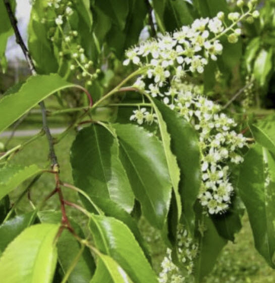 เชอร์รี่ดำ (Black Cherry / Late Cherry) / 10 เม็ด (France)*