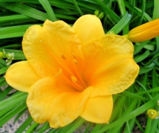 เดย์ลิลี่ สีส้ม (Orange Stella De Oro Daylily) / 10 เม็ด (USA)
