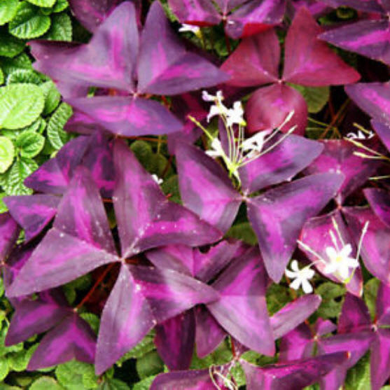 ผีเสื้อราตรี/ปีกผีเสื้อ (Oxalis) / ซอง 2 เม็ด (หายาก)