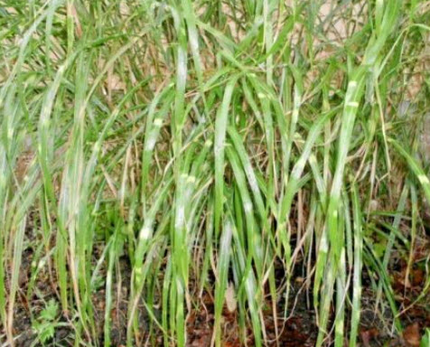 หญ้ามิสแคนทัสใบด่าง (M.sinensis - Zebrinus) หรือหญ้าม้าลาย / 25 เม็ด (USA)