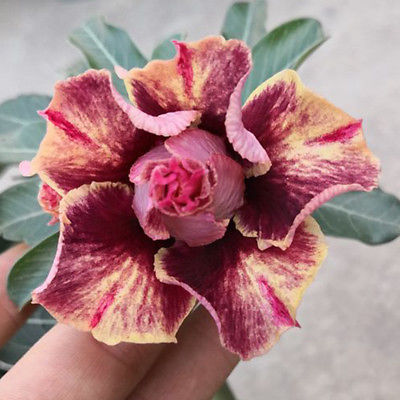 ชวนชม สี Golden Blood Red / 2 เม็ด (นอก)