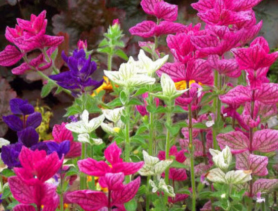 คลารี่ เสจ (Clary Sage) คละ / 50 เม็ด (UK)