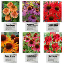 เอ็กไคนาเซีย (Echinacea purpurea) ชุด 6 สี 6 สไตล์ / ชุด