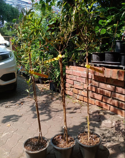 ต้นมะกอกโอลีฟ สายพันธุ์ พิสซิออตตาน่า (Pisciottana olive) อิตาลี สูง 100-120 ซ.ม.