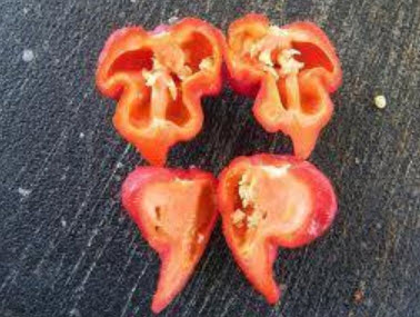 พริก Trinidad Scorpion Butch T แดง / 15 เม็ด (USA)