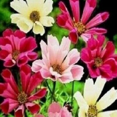 ดาวกระจาย ซีเชลล์ (Cosmos - Sea Shells) คละ / 100 เม็ด (UK)