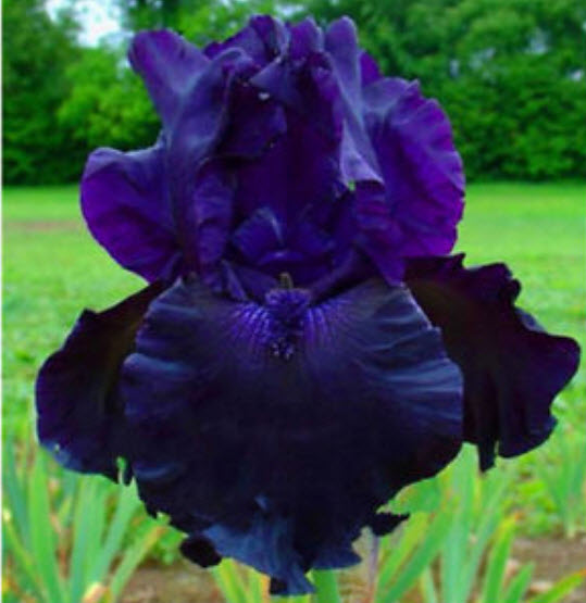 ไอริส (Bearded Iris) คละ / 50 เม็ด