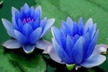 บัวอ่าง สีฟ้า (Blue lotus) / 5 เม็ด (นอก)