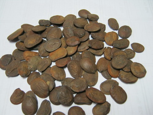 วิสทีเรีย (Wisteria) สีม่วง / 20 เม็ด (China)